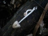Coprinellus domesticus image