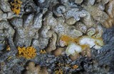 Lecanora straminea image