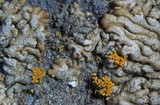 Lecanora straminea image