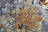 Lecanora muralis image