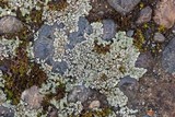 Lecanora muralis image
