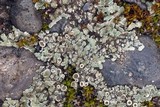 Lecanora muralis image