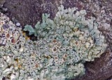 Lecanora muralis image