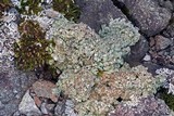 Lecanora muralis image