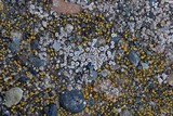 Myriolecis dispersa image