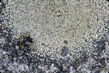 Myriolecis dispersa image