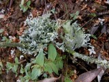 Ramalina canariensis image