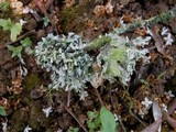 Ramalina canariensis image