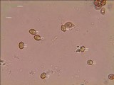 Gymnopilus aeruginosus image