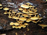 Gymnopilus aeruginosus image