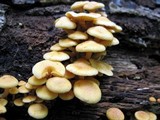 Gymnopilus aeruginosus image