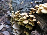 Gymnopilus aeruginosus image