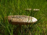 Amanita ameripanthera image