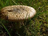 Amanita ameripanthera image