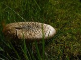 Amanita ameripanthera image
