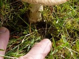 Amanita ameripanthera image