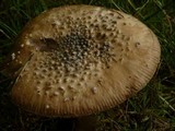 Amanita ameripanthera image