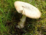 Amanita ameripanthera image
