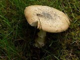 Amanita ameripanthera image