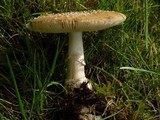 Amanita ameripanthera image