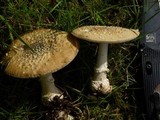 Amanita ameripanthera image