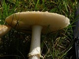 Amanita ameripanthera image