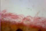 Amanita ameripanthera image