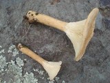 Clitocybe squamulosa image