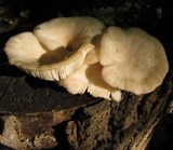 Pleurotus cornucopiae image