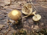 Simocybe centunculus var. centunculus image