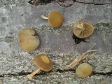 Simocybe centunculus var. centunculus image