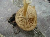 Simocybe centunculus var. centunculus image