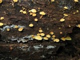 Gymnopilus aeruginosus image