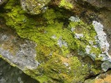 Pleopsidium flavum image