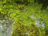 Pleopsidium flavum image
