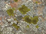 Pleopsidium flavum image