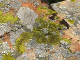 Pleopsidium flavum image