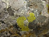 Pleopsidium flavum image
