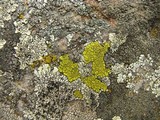 Pleopsidium flavum image