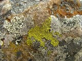 Pleopsidium flavum image