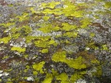 Pleopsidium flavum image