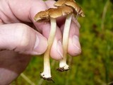 Inocybe praetervisa image