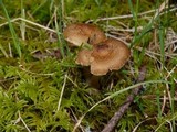 Inocybe praetervisa image