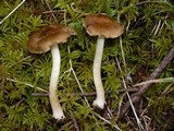 Inocybe praetervisa image