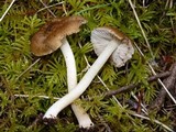 Inocybe praetervisa image