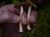 Inocybe praetervisa image