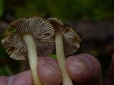 Inocybe praetervisa image