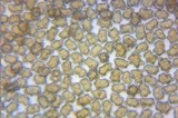 Inocybe praetervisa image