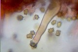 Inocybe praetervisa image