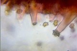 Inocybe praetervisa image